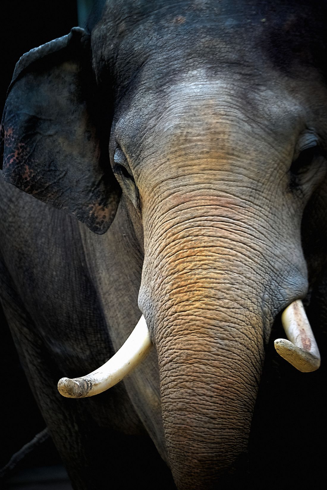 An elephant in the forest