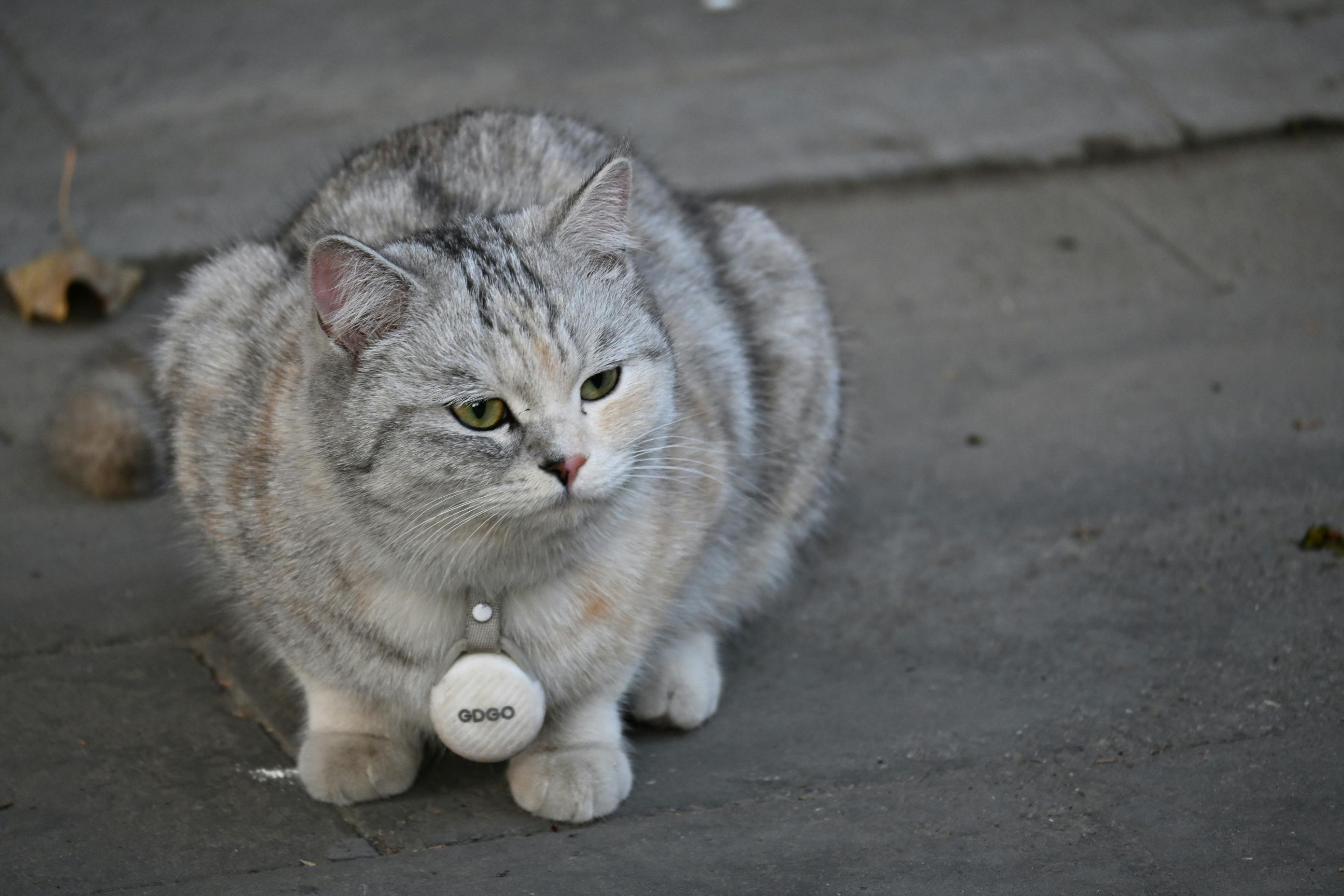 Choosing the Right Professional GPS Solution for Your Cat's Needs