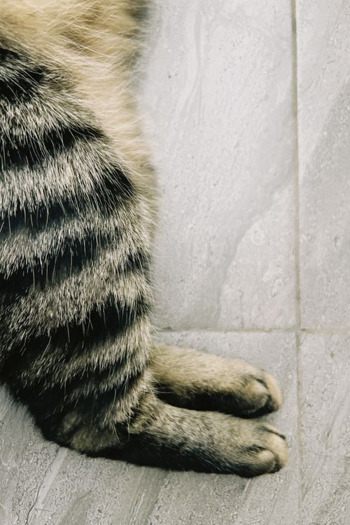 Free Detailed view of a tabby cat's paws resting on a grey tiled floor. Stock Photo