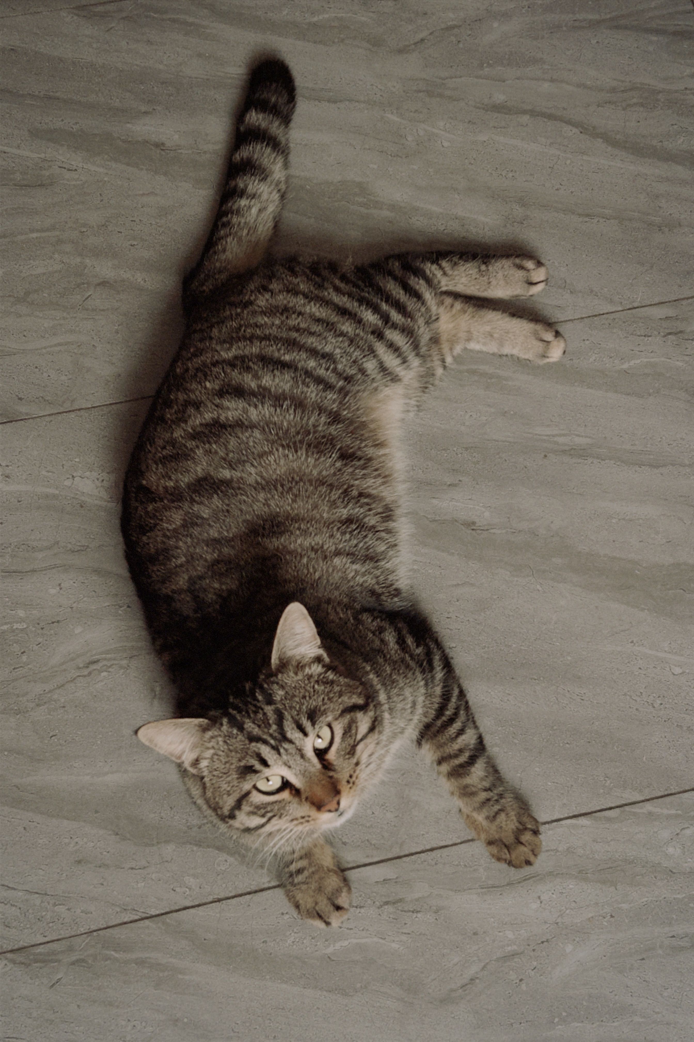 Beautiful Tabby Cat Relaxing on the Floor · Free Stock Photo