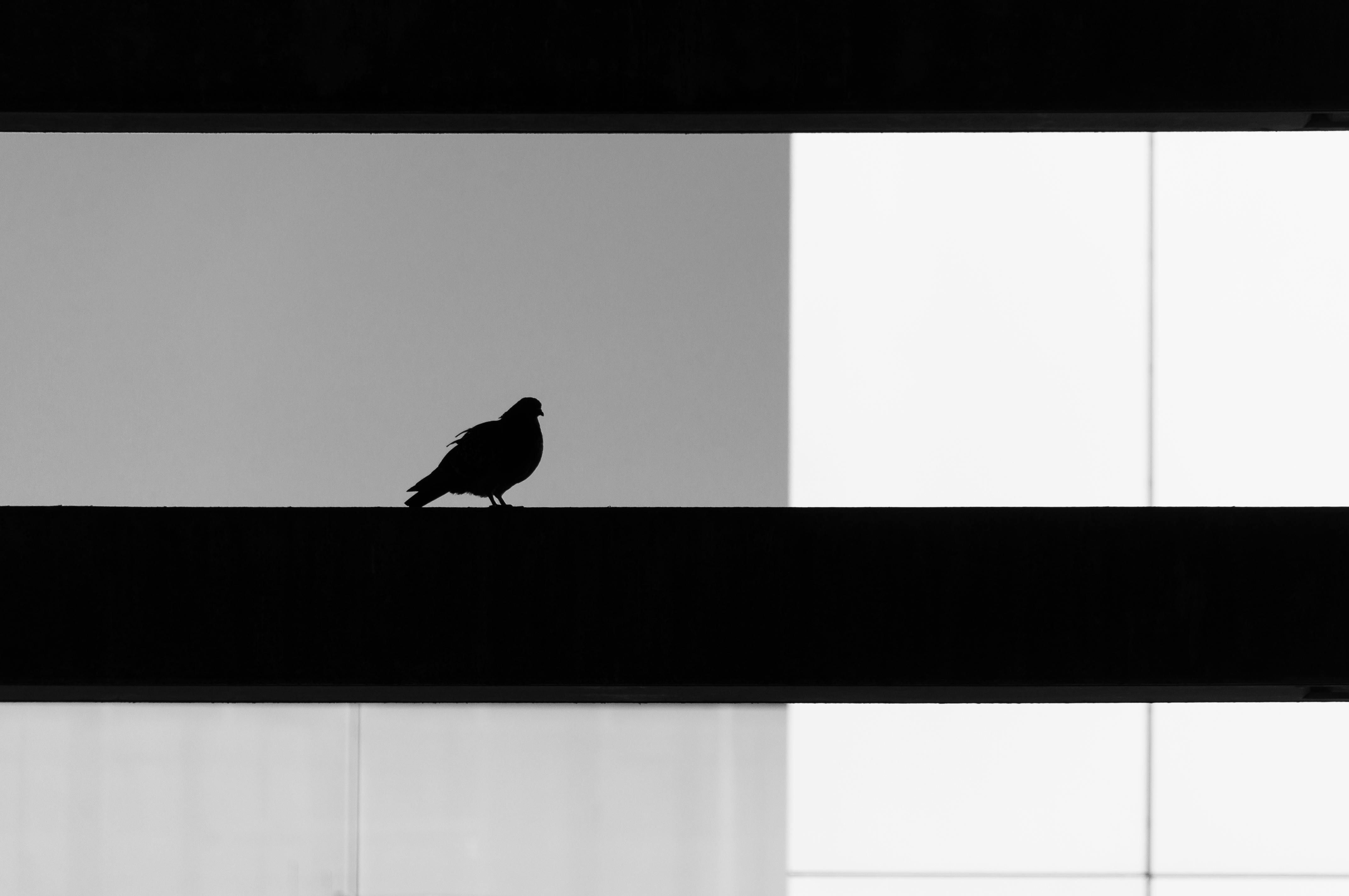 Black and white silhouette of a bird perched on a modern urban architectural element.