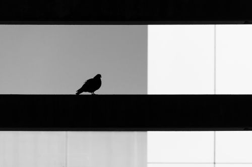 Free Black and white silhouette of a bird perched on a modern urban architectural element. Stock Photo