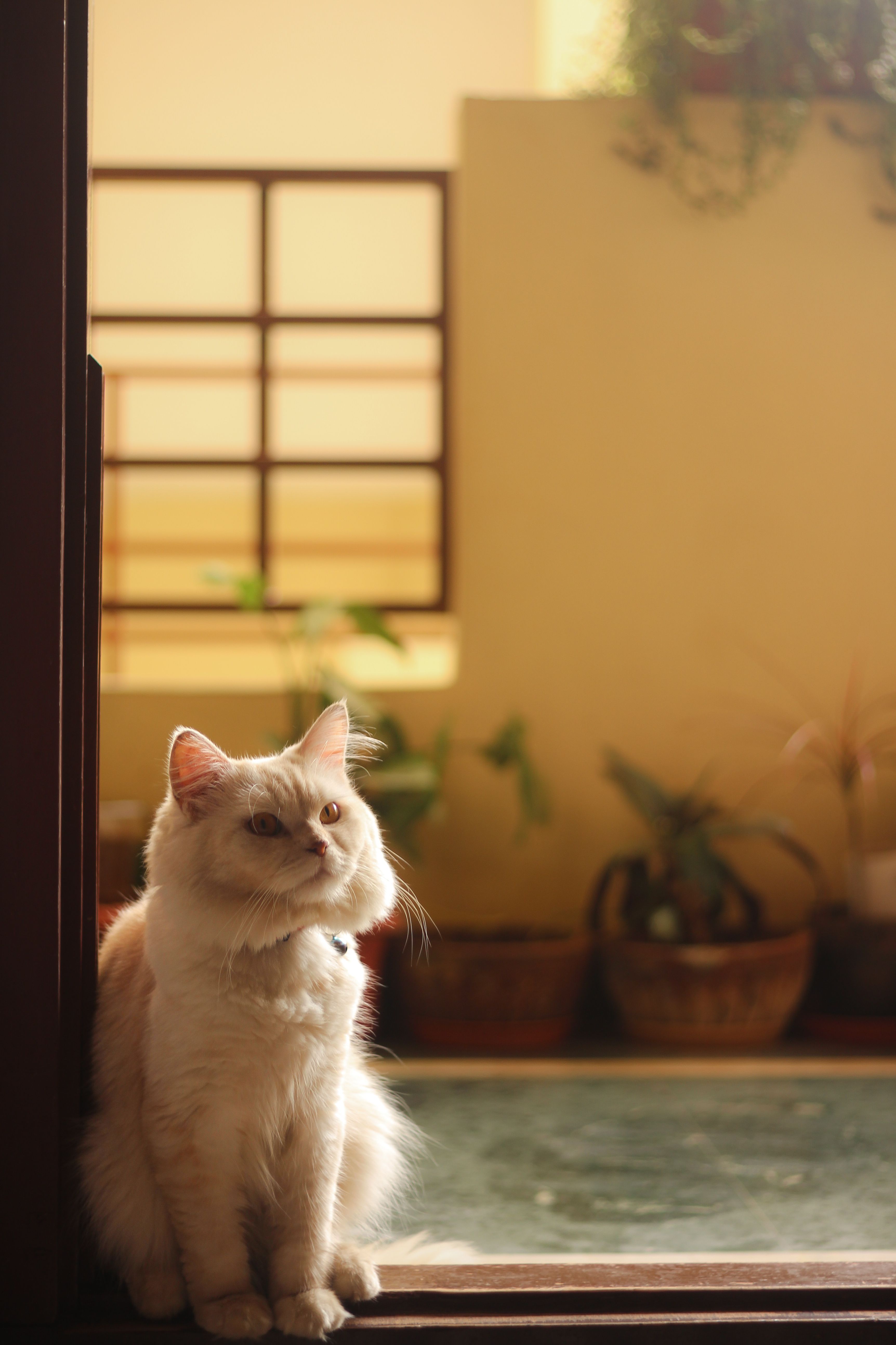 A white cat sits peacefully in a sunlit doorway surrounded by indoor plants.