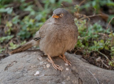 Immagine gratuita di appollaiato, asia, avvicinamento