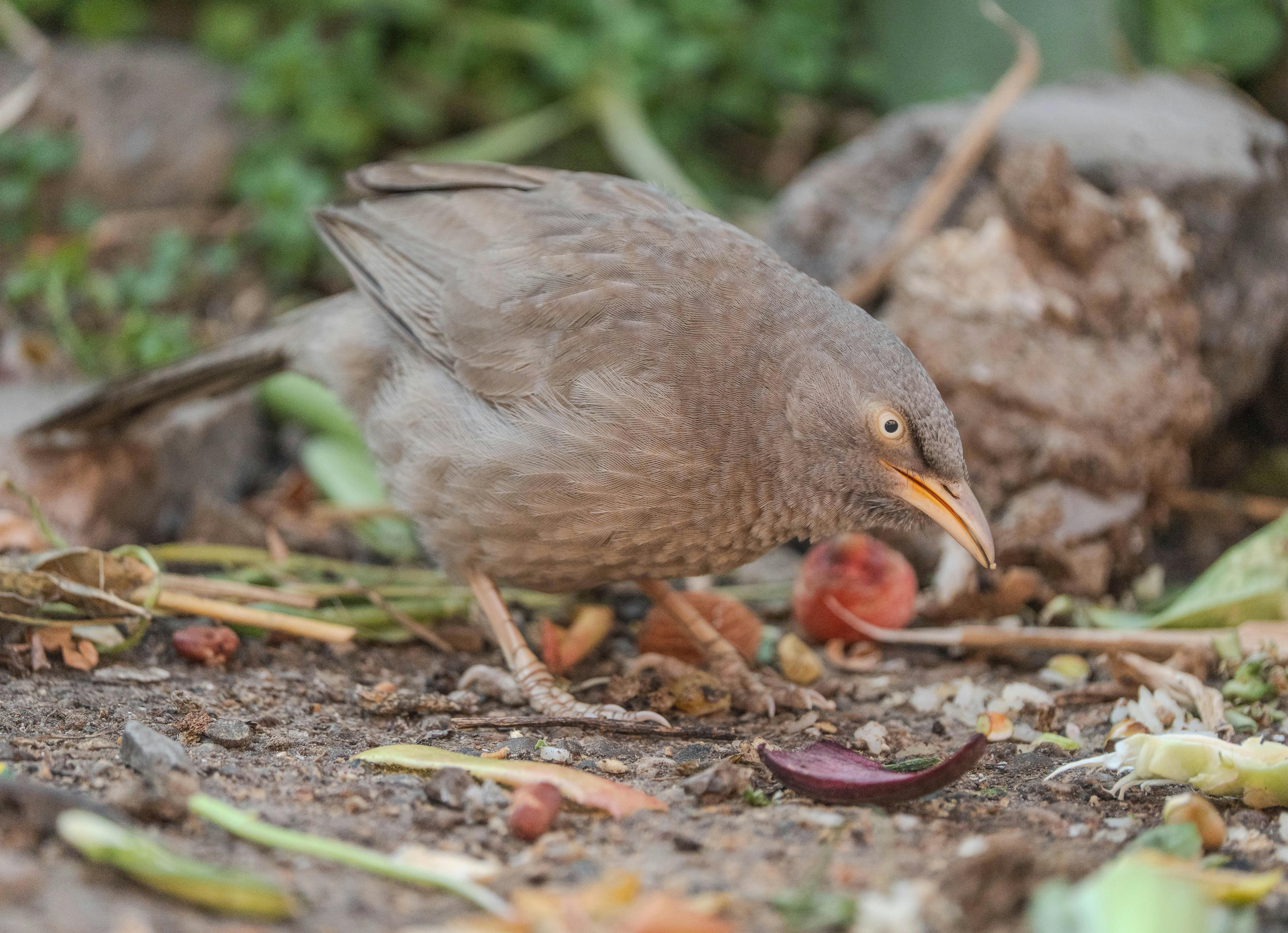 Discovering Alien Life: Advances with Next-Generation Scanners