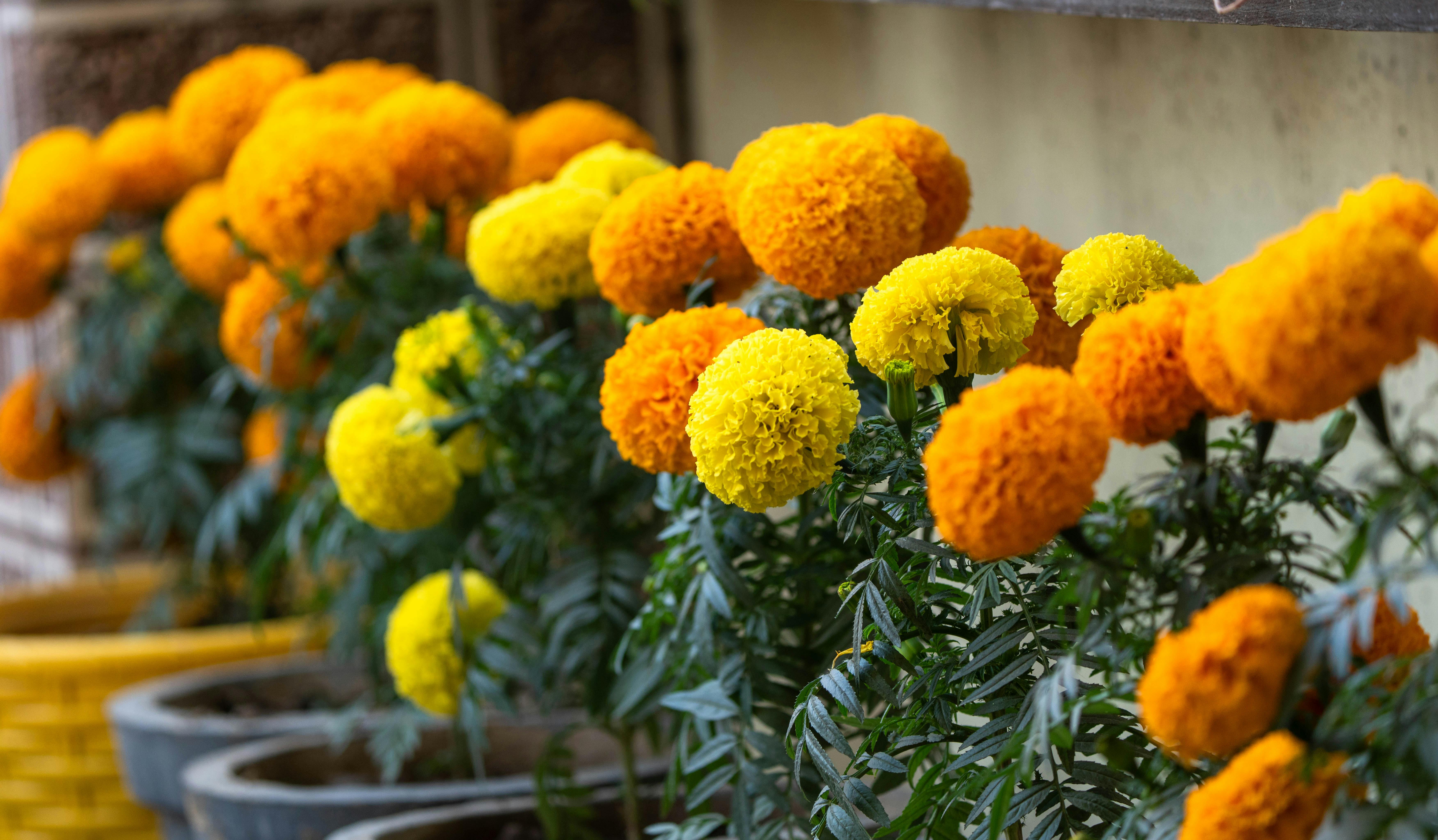 Plant Care Secrets You Need to Know