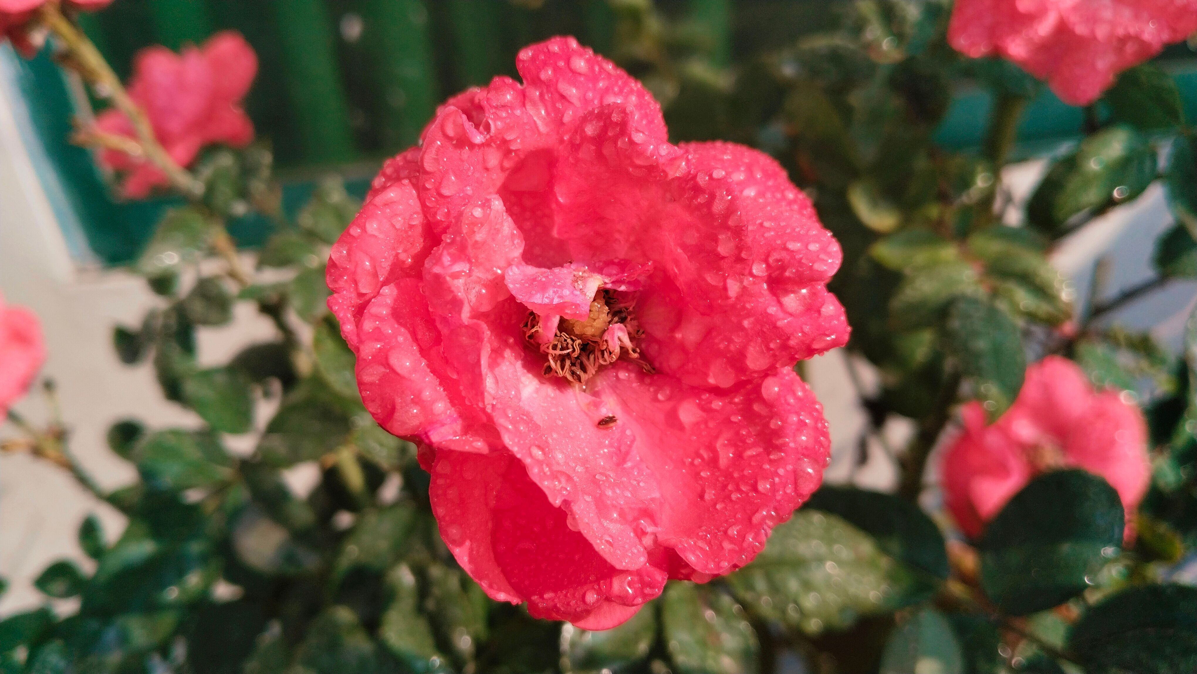Close-up of a Dew-Kissed Red Rose in Sunlight · Free Stock Photo