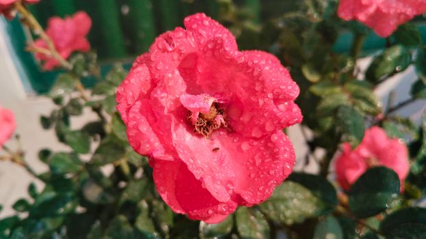 A vibrant red rose covered in dew droplets, captured up close in natural sunlight. 35067452
