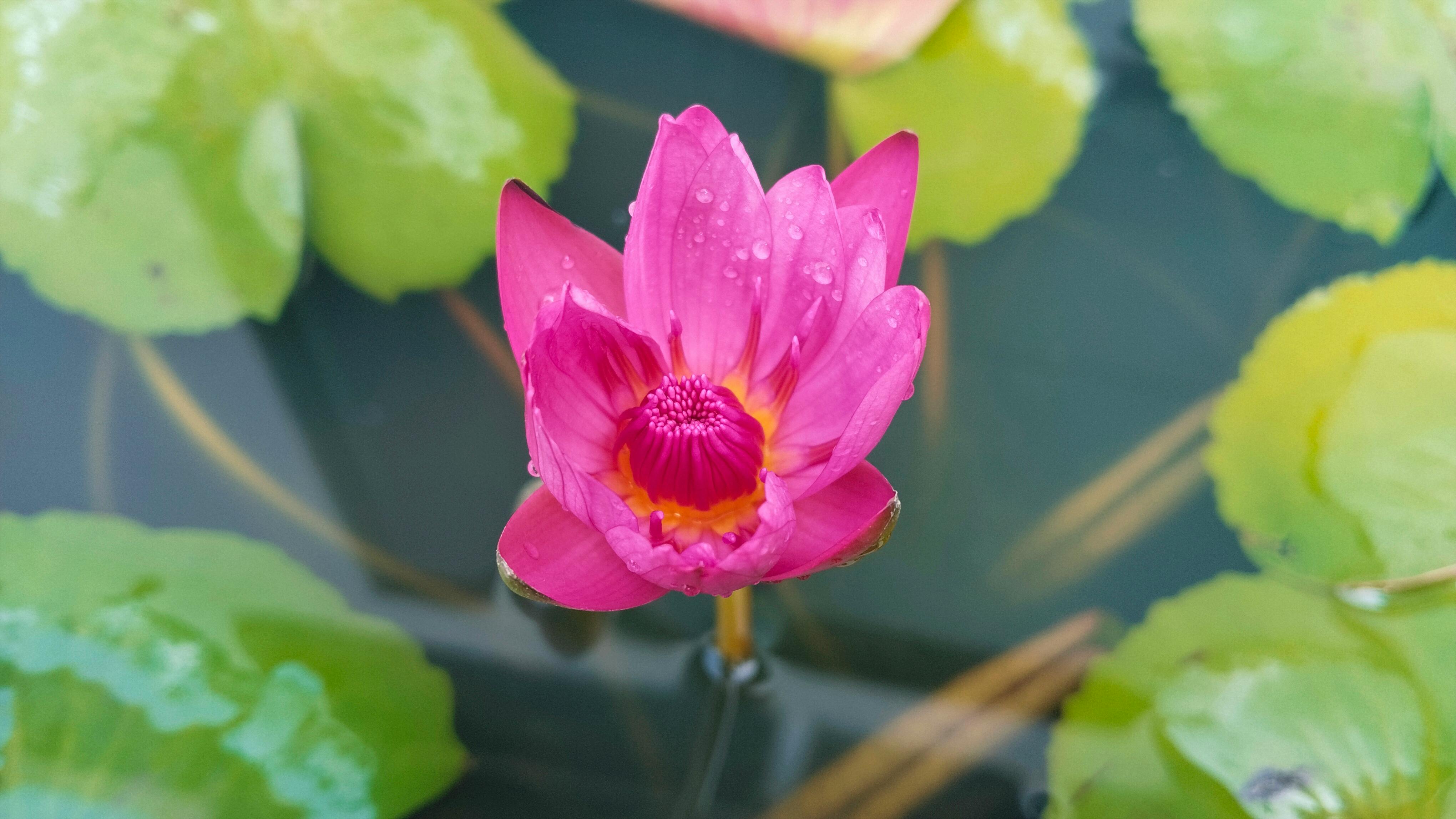 A stunning close-up of a pink water lily with dew drops, surrounded by green leaves.