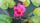 flower videos