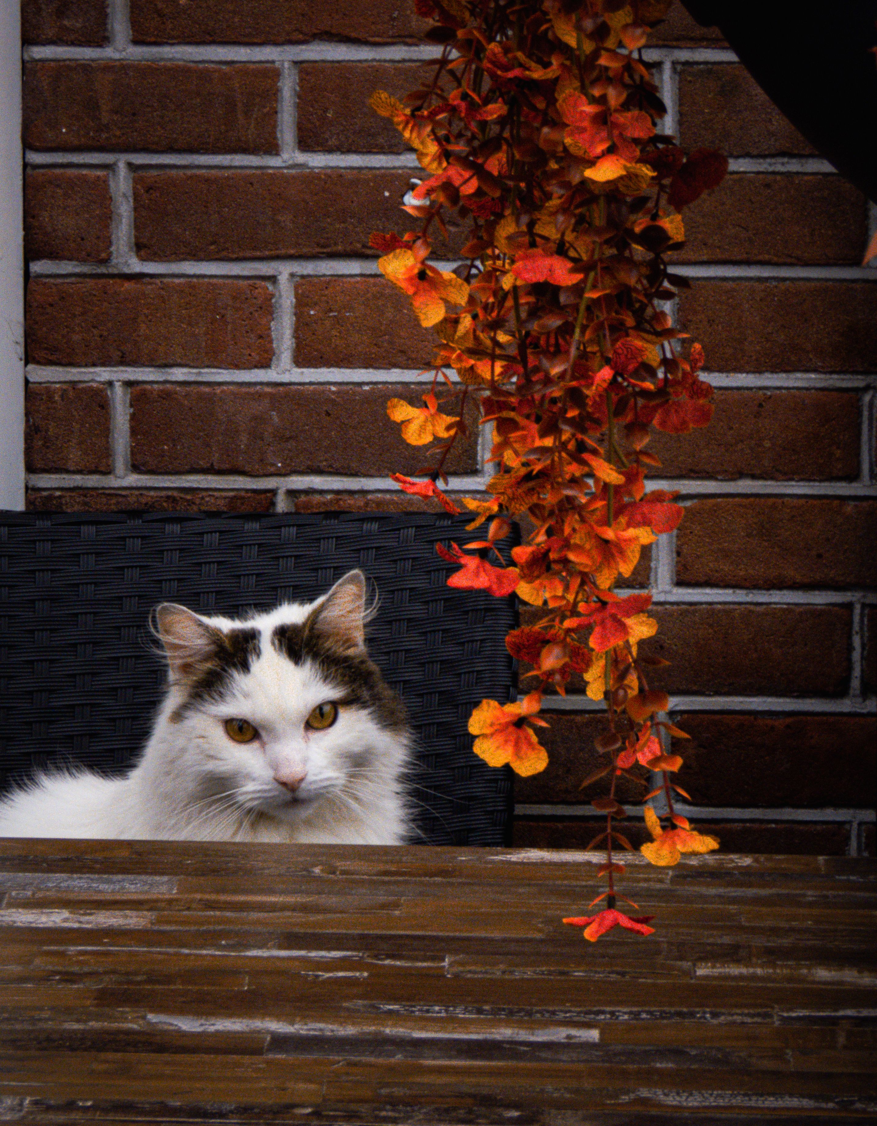 Fluffy Cat Seated Under Autumn Leaves · Free Stock Photo