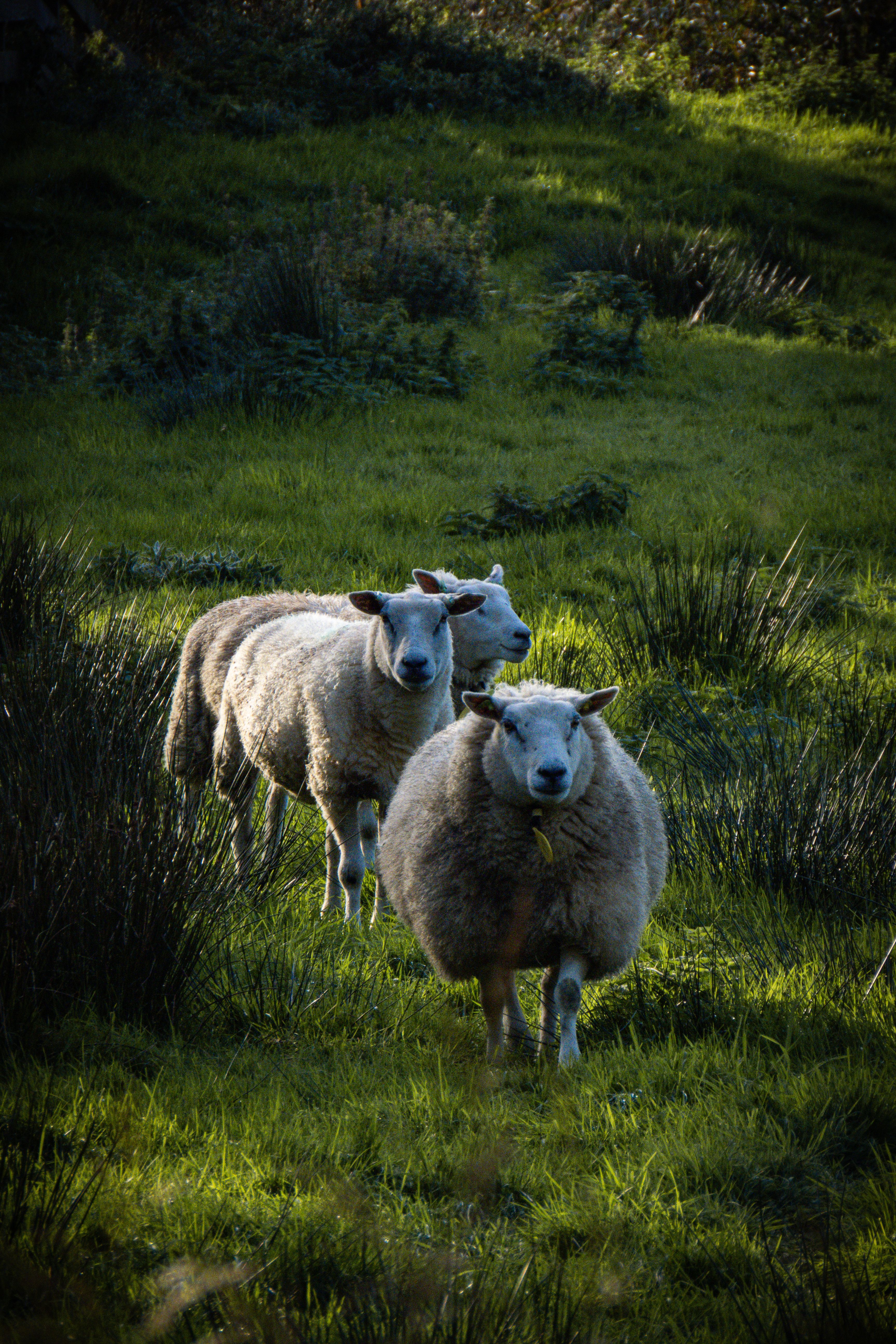 Sheep Grazing in a Lush Green Meadow · Free Stock Photo