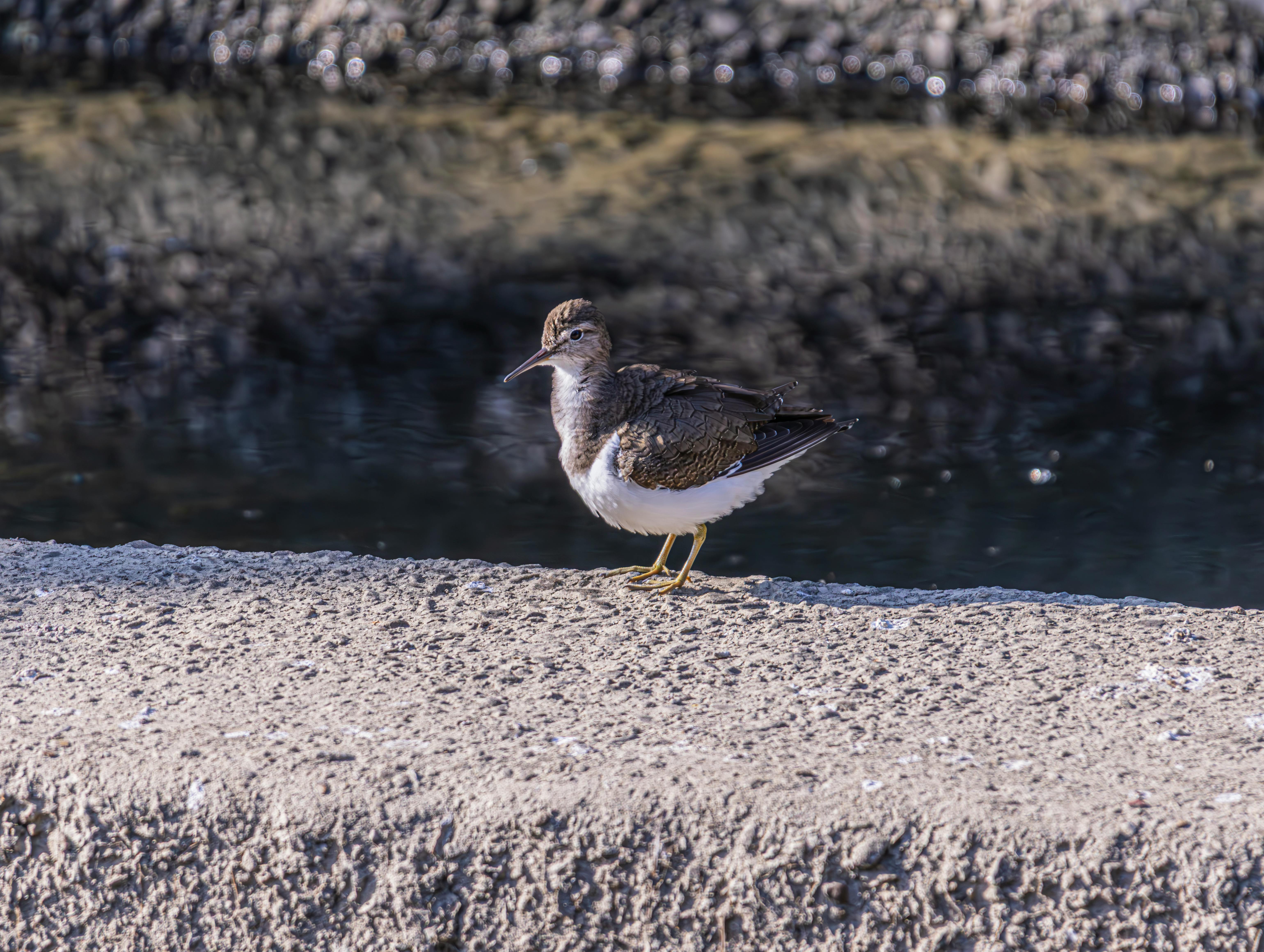 Hábitats Insectarios Chrysoperla carnea: Plantas y Manejo Ecológico