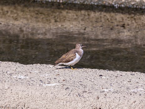 A solitary sandpiper stands on concrete by a calm waterway, under bright sunlight.