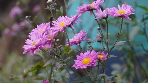 Free Beautiful purple chrysanthemums flourishing in a garden setting, perfect for floral decor. Stock Photo