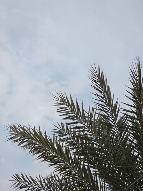 Free Elegant palm fronds silhouetted against a serene cloudy sky, perfect for travel or nature themes. Stock Photo