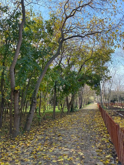 Free Beautiful tree-lined path with fallen leaves creating a stunning autumn scene. Stock Photo
