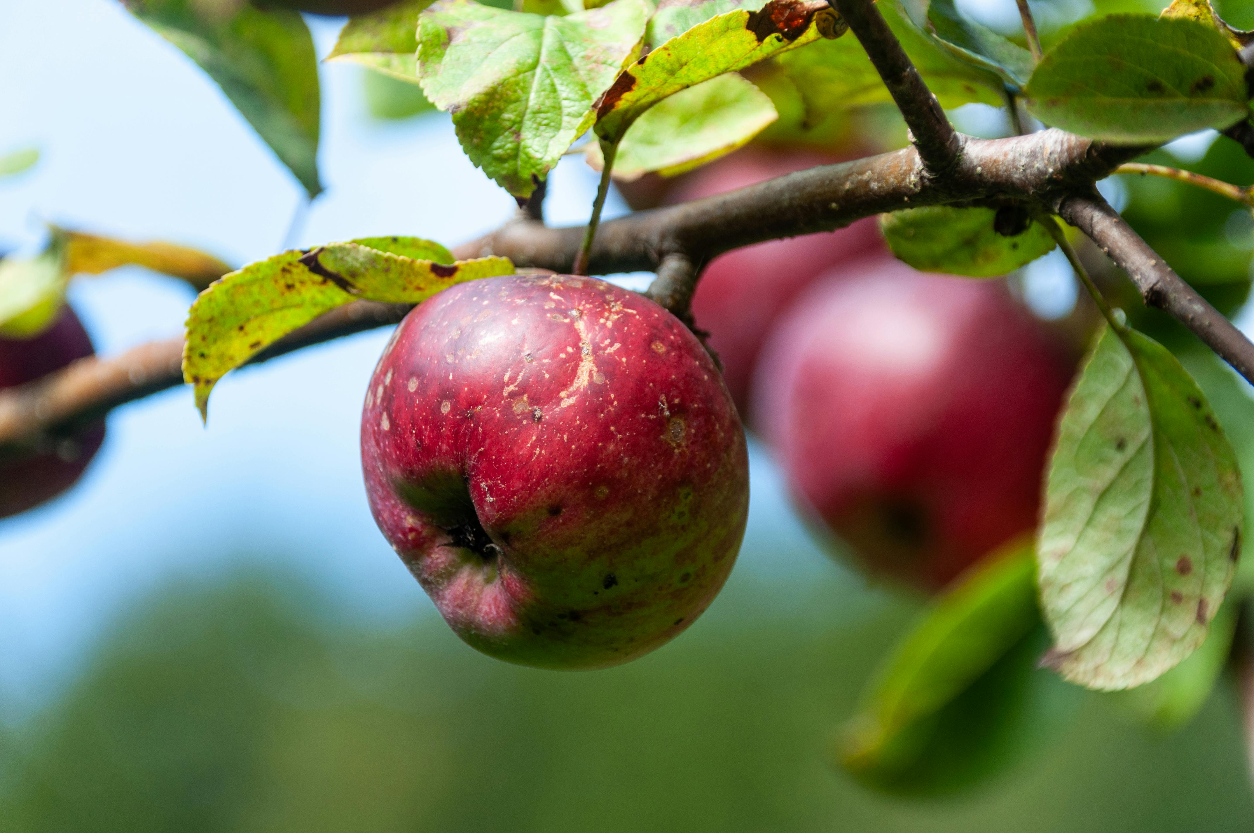 Potential Risks and Contraindications