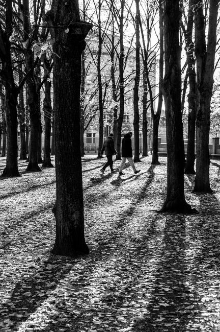 Monochrome image of two people walking in an autumn park with tall trees casting shadows.