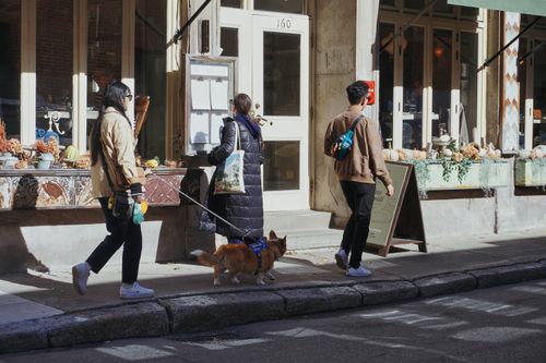 Free Three adults walking a dog on an urban street in autumn, showcasing city life. Stock Photo