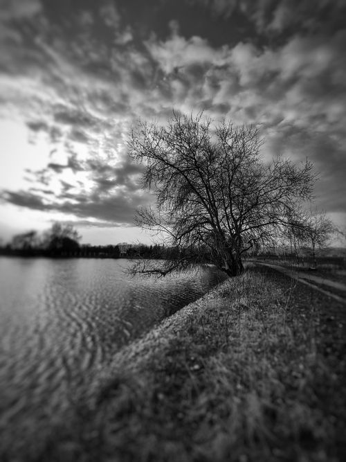 Free Tree Stock Photo