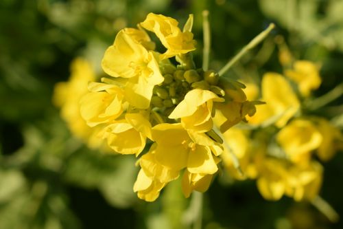Free A close-up of bright yellow rapeseed flowers blooming outdoors in springtime Japan. Stock Photo