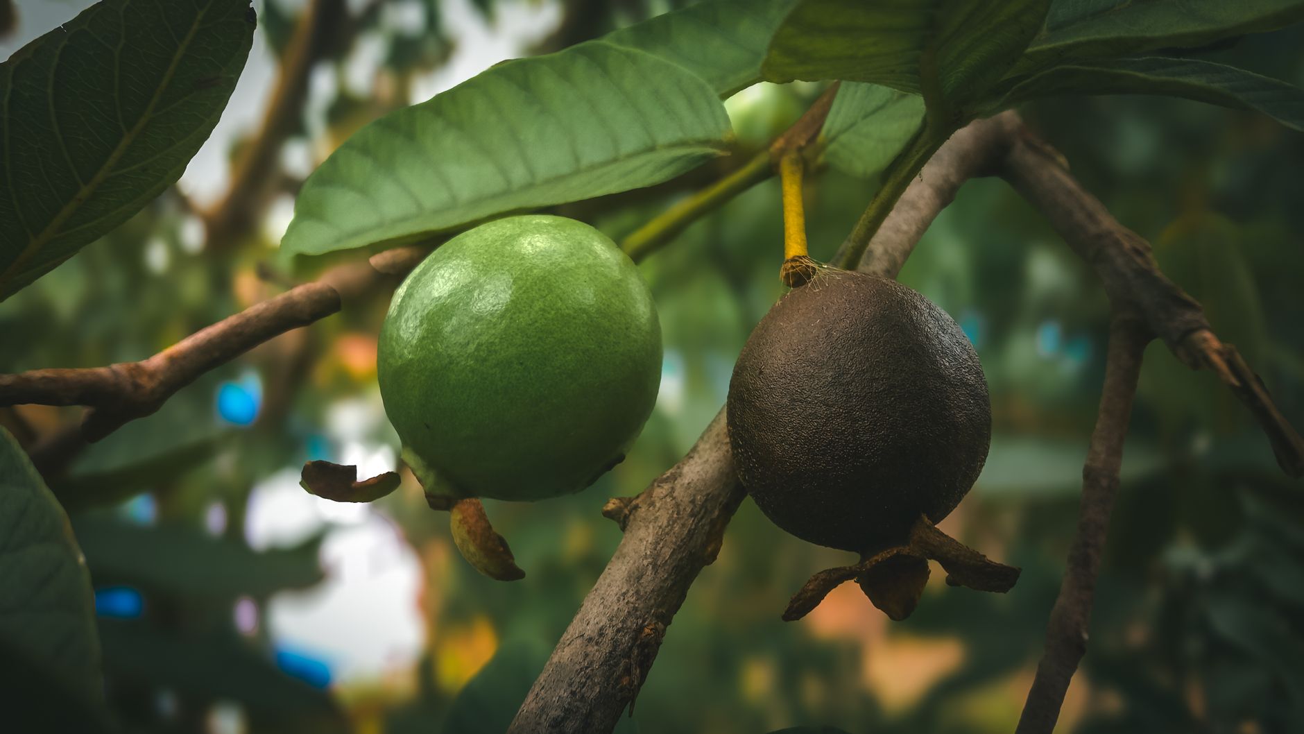 Kandungan Vitamin C dalam Jambu Biji Lebih Tinggi dari Jeruk