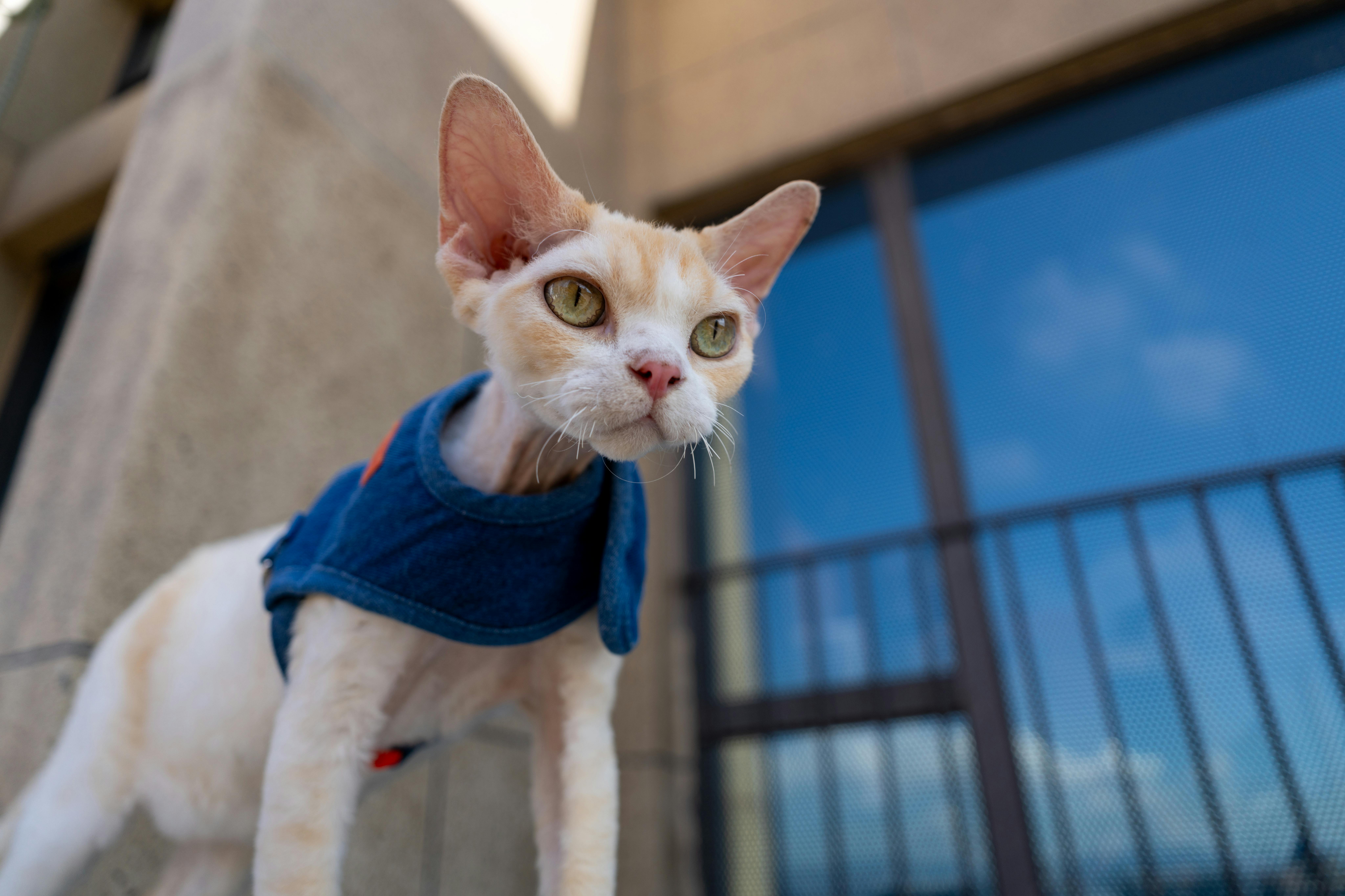 beijing pet technology — Photo by Chen EdisoN on Pexels