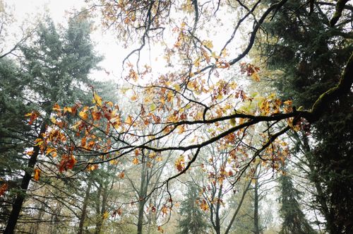 Free Beautiful autumn leaves on tree branches with forest background in fall season. Stock Photo