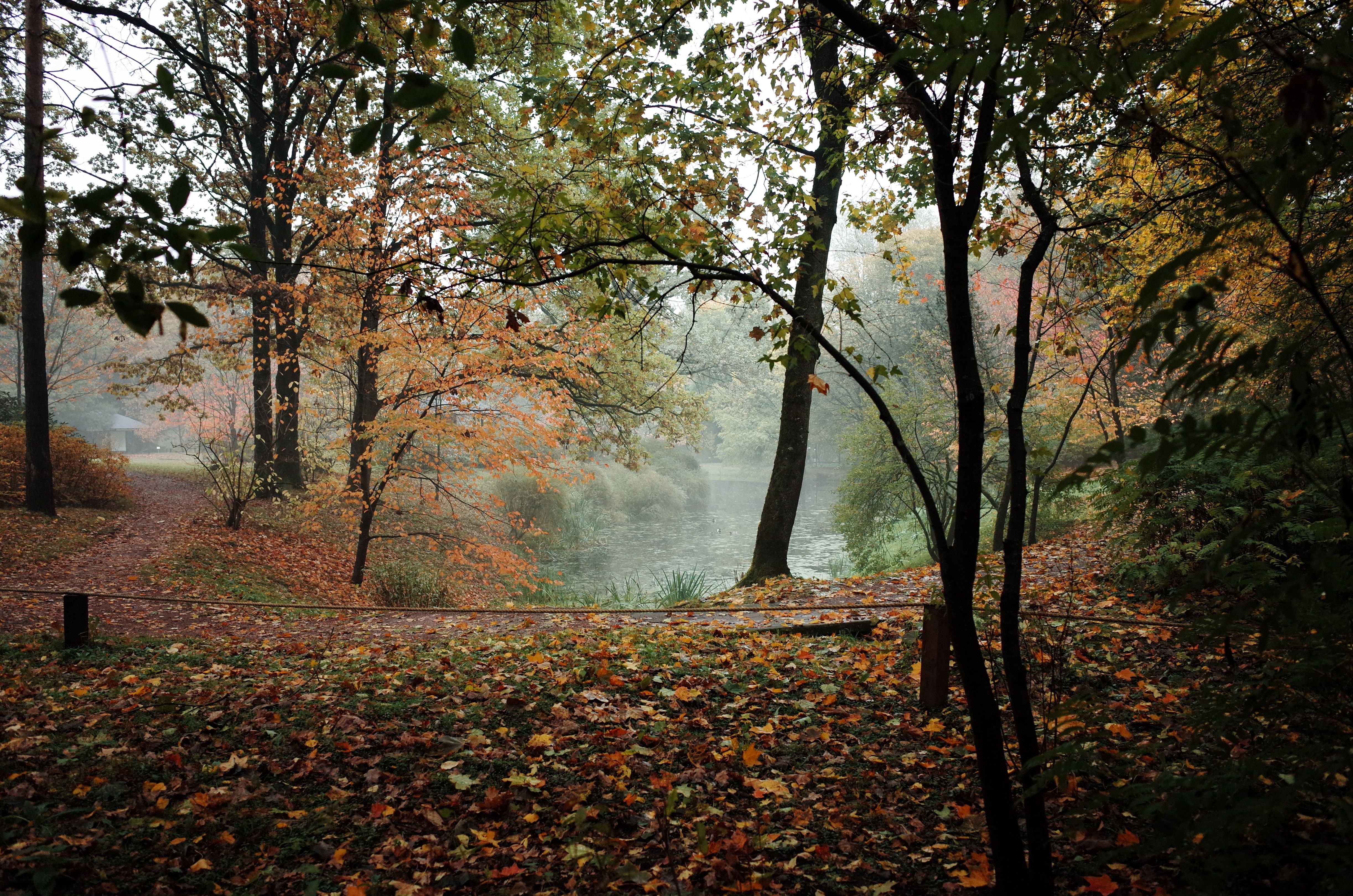 Serene Autumn Forest with Misty Lake View · Free Stock Photo