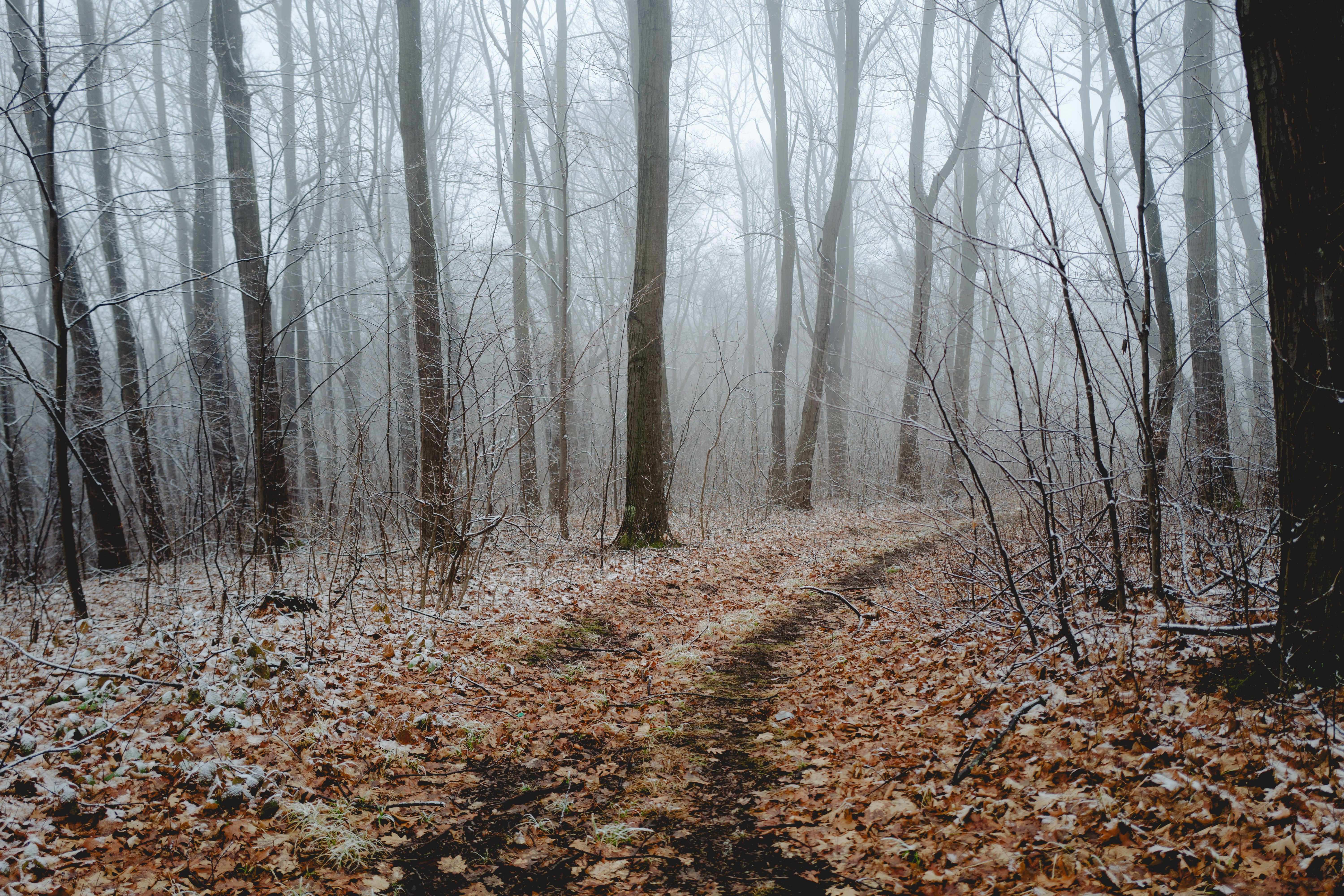 Misty Autumn Forest Path in Winter · Free Stock Photo