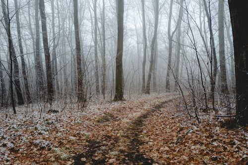 Free A serene pathway through a foggy forest with fallen leaves and frosty trees, capturing a wintery mood. Stock Photo