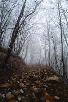 A serene misty forest path lined with bare trees and scattered rocks during winter.