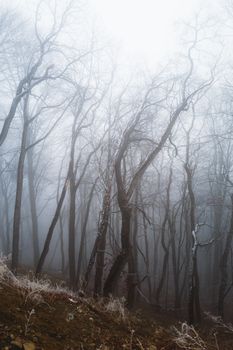 Moody winter forest with mist and bare trees creating a serene atmosphere.