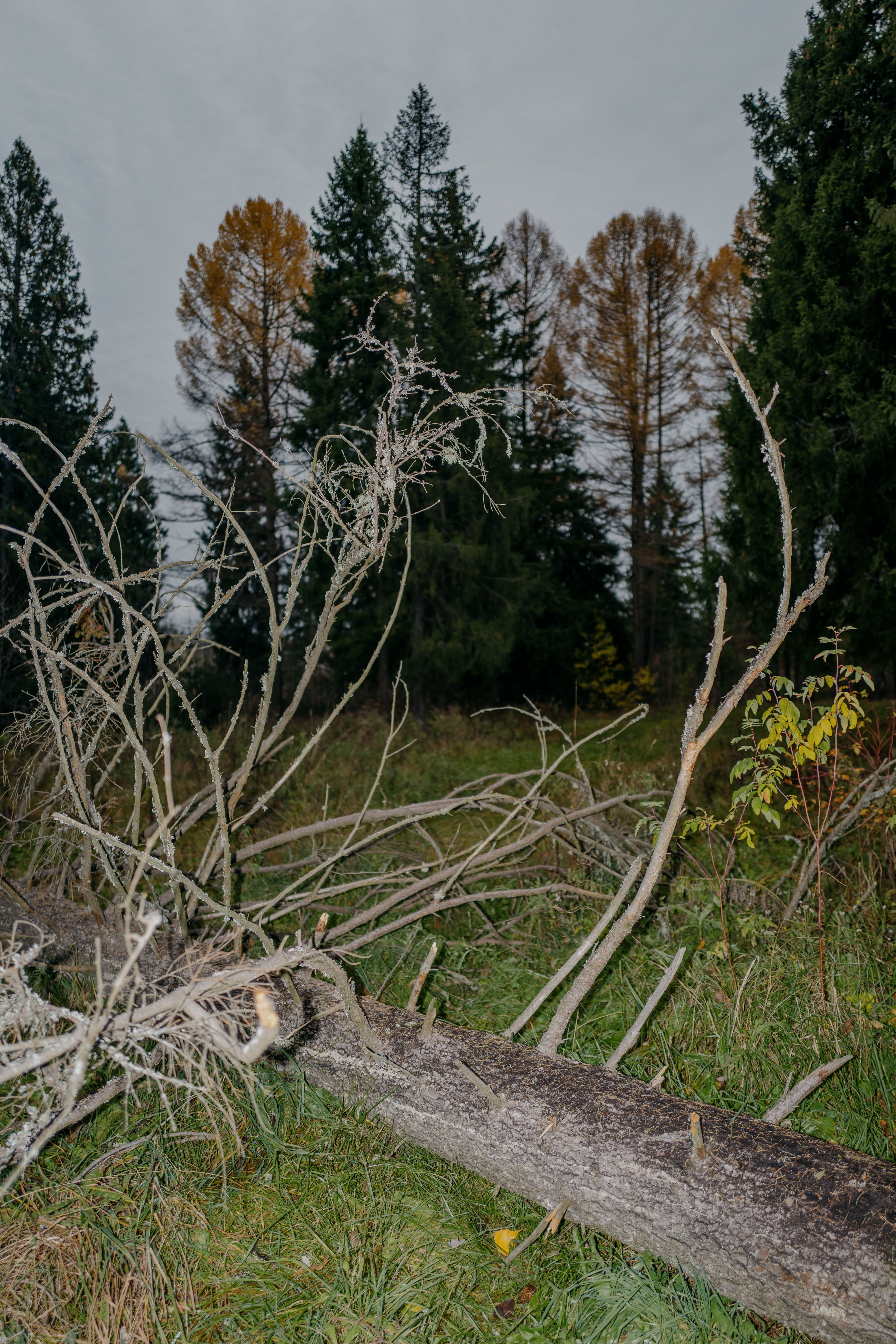 Fallen Tree in Forest with Autumn Foliage · Free Stock Photo