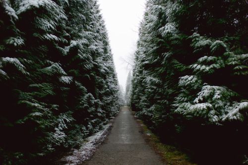 Free A tranquil snowy pathway surrounded by tall evergreen trees in winter. Stock Photo