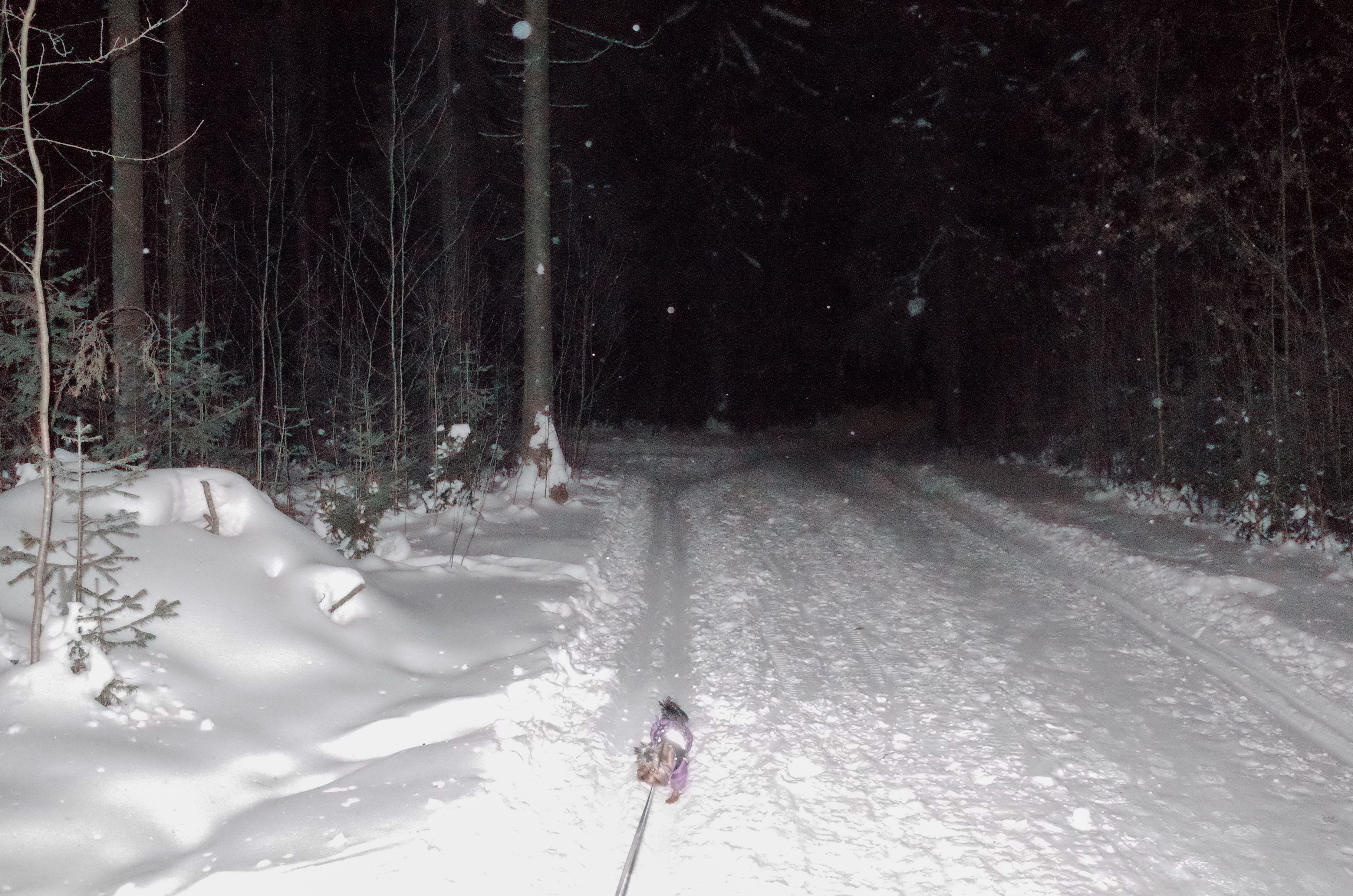 Winter Night Forest Path Covered in Snow · Free Stock Photo