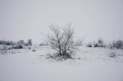 Free A lone tree stands in a serene snow-covered field during winter. Stock Photo