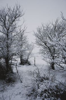 A serene view of a snow-covered forest with bare trees in winter.