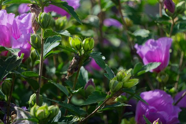 Fleurs roses d'hibiscus des jardins et boutons verts dans un jardin ensoleillé