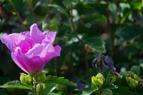 Une fleur rose d'hibiscus des jardins s'ouvrant près de boutons verts