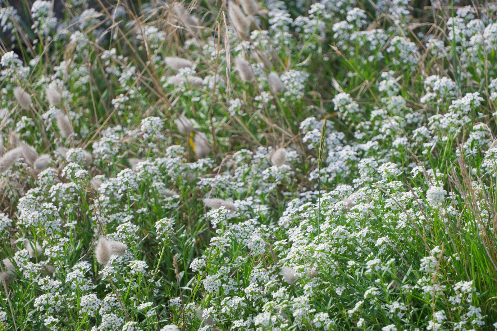 Fleurs blanches d'alysse odorante mêlées à des lagures