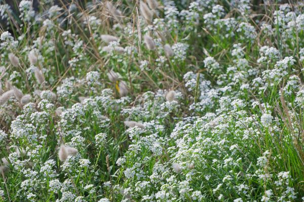 Fleurs blanches d'alysse odorante mêlées à des lagures