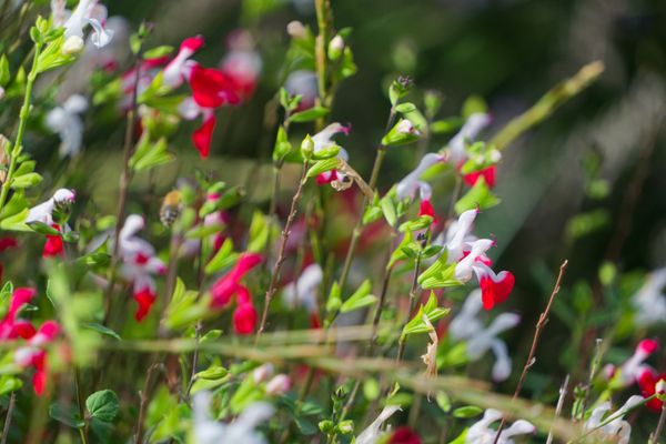 Fleurs rouges et blanches de sauge Hot Lips avec une abeille en vol