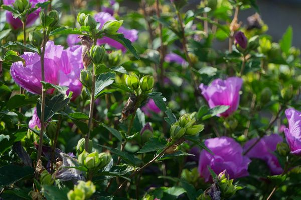 Arbuste d'hibiscus des jardins couvert de fleurs roses et de boutons ronds