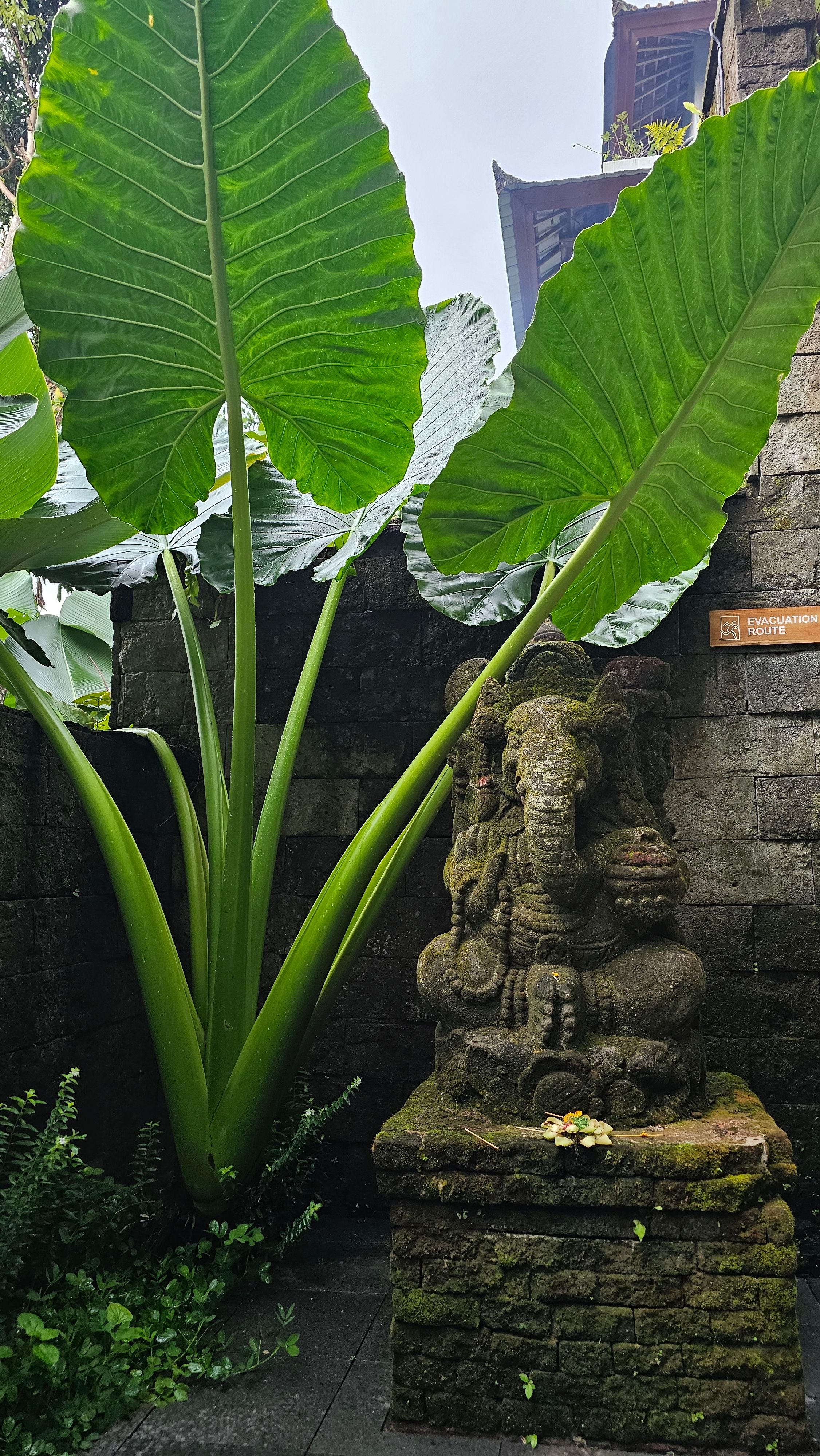 A serene Ganesha statue set amidst lush tropical foliage in a Balinese garden.