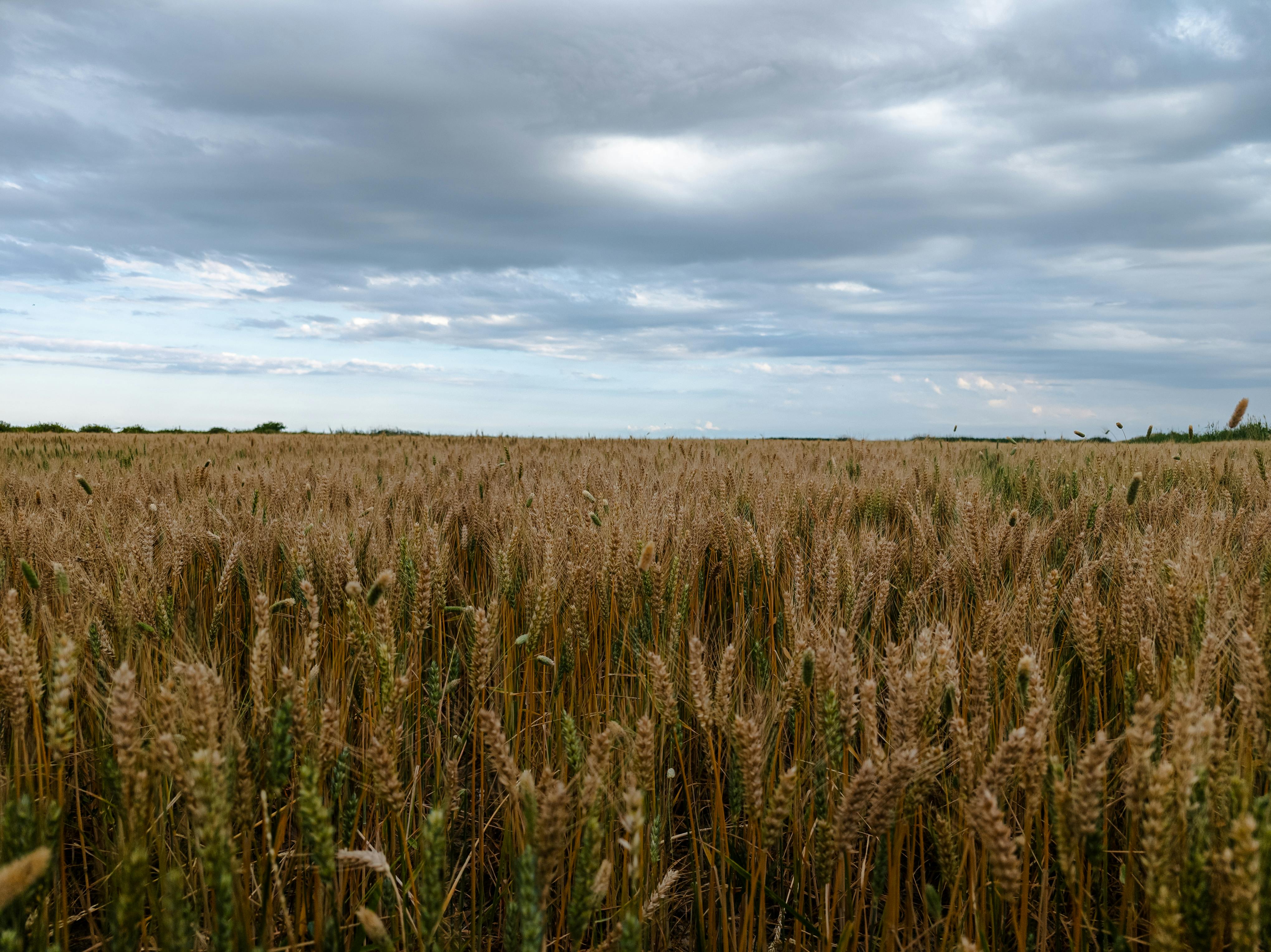Myrrhinium atropurpureum: Propagación, Cultivo y Paisajismo Nativo