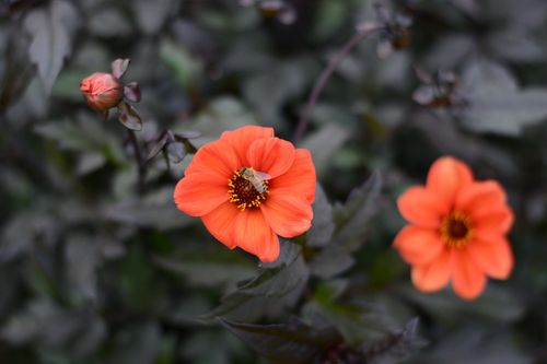 Free Close-up of vibrant orange flowers with a bumblebee in a lush garden setting. Stock Photo