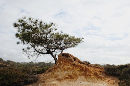 Immagine gratuita di albero, california, paesaggio