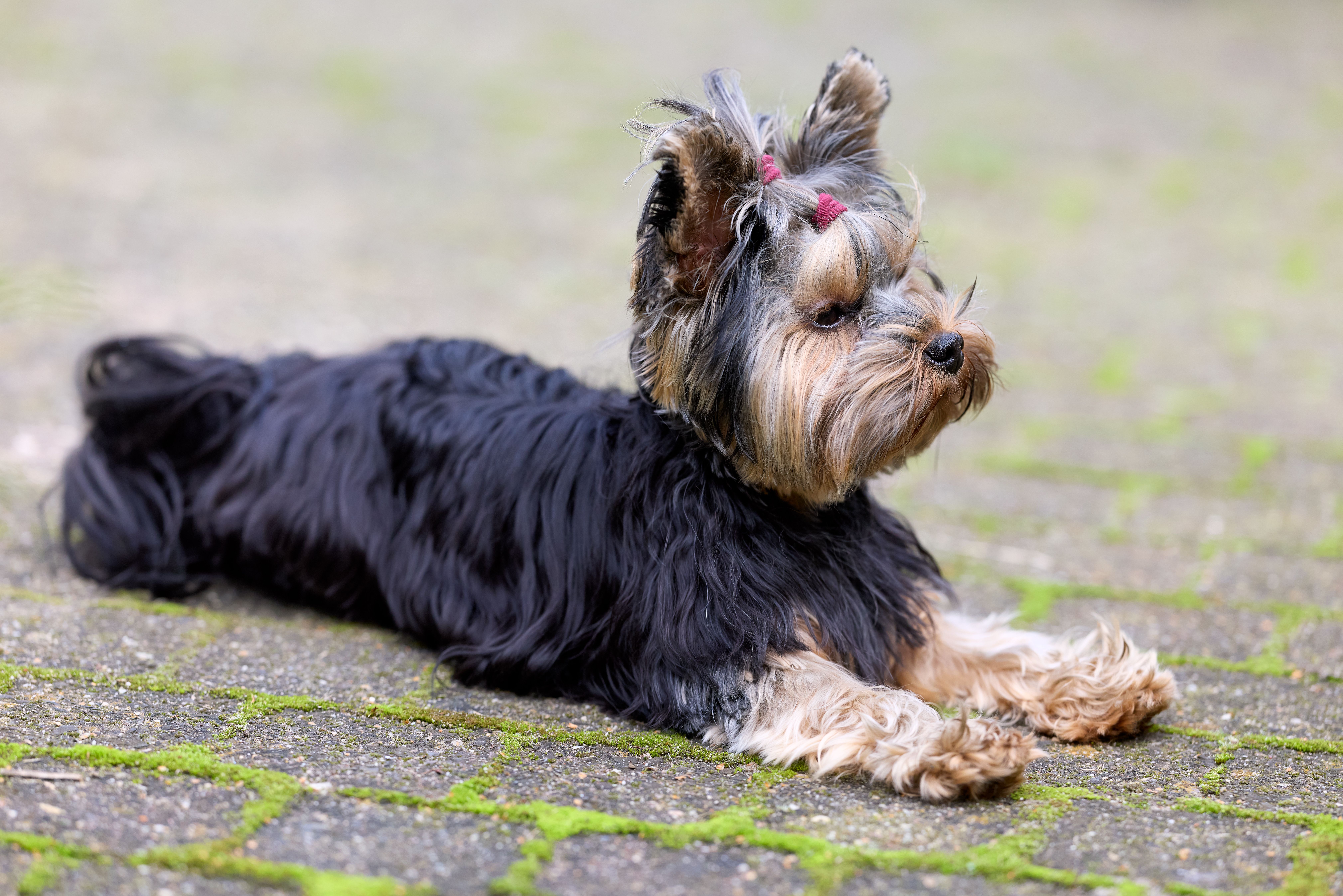 Pet grooming franchise Scenthound marks its spot in Chesterfield — Photo by Erwin Bosman on Pexels
